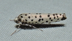Yponomeuta internellus