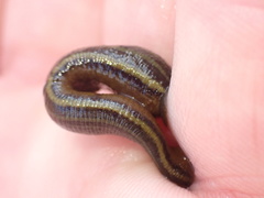 Hirudo michaelseni