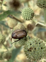 Coleoptera