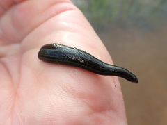 Hirudo michaelseni