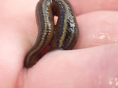 Hirudo michaelseni