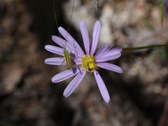 Conocephalus semivittatus