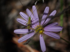 Conocephalus semivittatus
