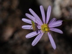 Conocephalus semivittatus