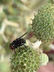 Diptera
