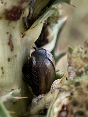 Coleoptera