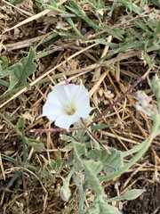 Convolvulus hermanniae