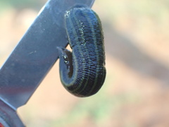 Hirudo michaelseni