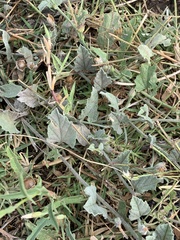 Convolvulus hermanniae