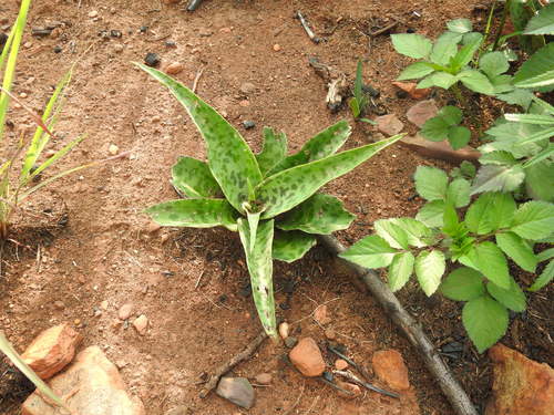 Ledebouria luteola