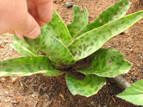 Ledebouria luteola