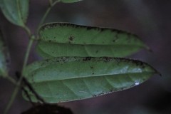 Ripogonum discolor