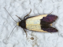 Eulechria heliophanes