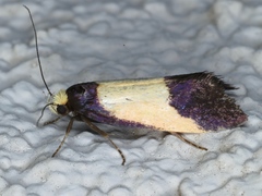 Eulechria heliophanes