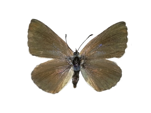 Photo of Green-underside Blue (Glaucopsyche alexis)