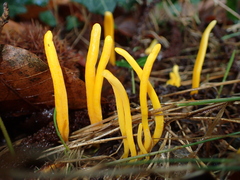 Macrotyphula fistulosa