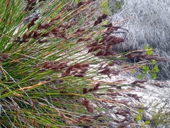 Thamnochortus fraternus