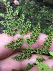 Cystopteris reevesiana