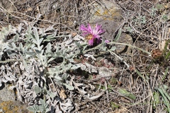 Psephellus turgaicus