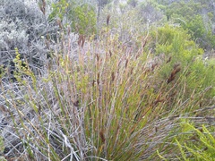 Thamnochortus fraternus
