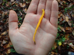 Macrotyphula fistulosa