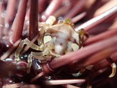 Halicarcinus