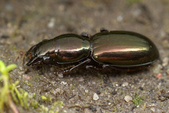 Promecoderus