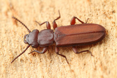 Platisus angusticollis
