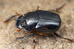 Onthophagus pronus