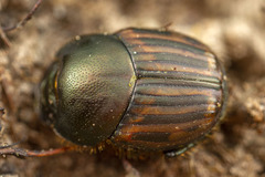 Onthophagus posticus