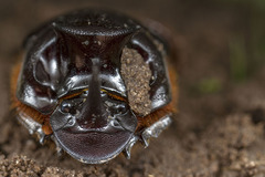 Onthophagus mniszechi