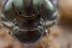 Onthophagus australis