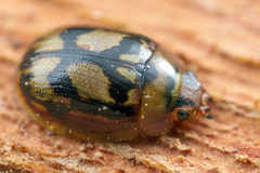 Peltoschema hamadryas