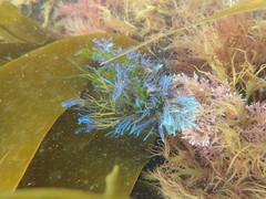 Ericaria selaginoides