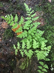 Cystopteris reevesiana