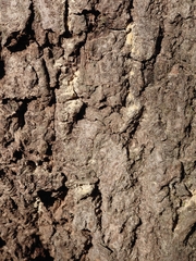 Platypus quercivorus