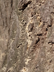 Platypus quercivorus