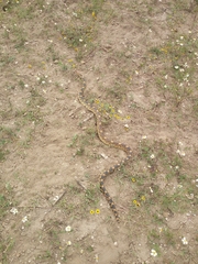 Pituophis deppei deppei