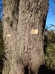 Platypus quercivorus