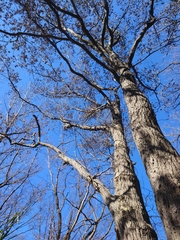 Platypus quercivorus