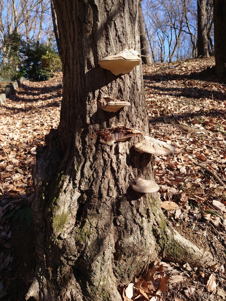 Ganoderma applanatum · January 2021 · photo: © tbc_watanabe (iNaturalist, cc-by)