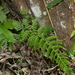 Athyrium drepanopteron - Photo (c) Jacy Chen, some rights reserved (CC BY), uploaded by Jacy Chen