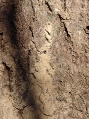 Platypus quercivorus