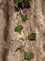 Platypus quercivorus