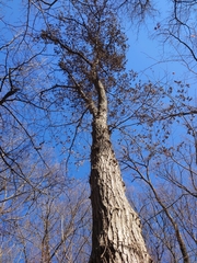 Platypus quercivorus