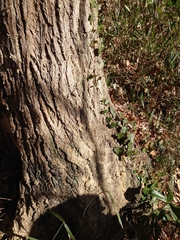 Platypus quercivorus