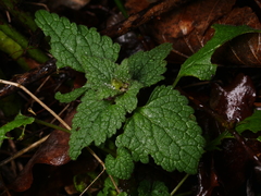Lamium maculatum