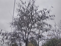 Gleditsia triacanthos