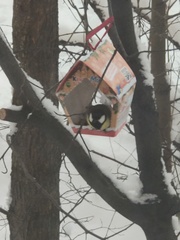 Parus major