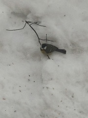 Parus major